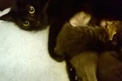 Angel&Kitten1
