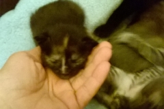 Angel&Kitten2