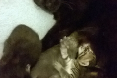 Angel&Kitten3