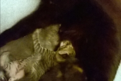 Angel&Kitten4