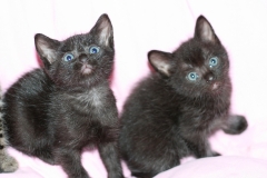 Baghira Blue and Winston 2