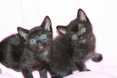 Baghira Blue and Winston1