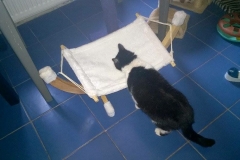 flavia6