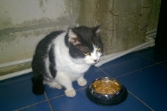 flavia7