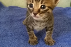 Gizmo1
