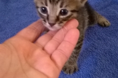 Gizmo2