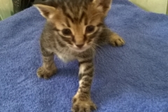 Gizmo3