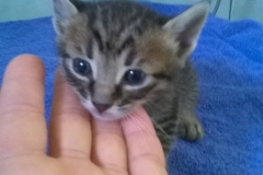 Gizmo5