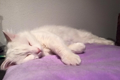 Chewie (vorher Albush)1