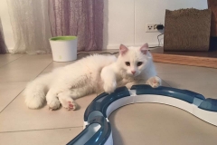 Chewie (vorher Albush)2