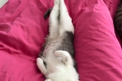 Pearl, Pepper & Harley (vorher Paola)1