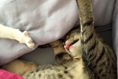 Pearl, Pepper & Harley (vorher Paola)2