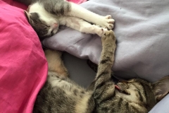 Pearl, Pepper & Harley (vorher Paola)3