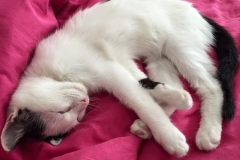 Pearl, Pepper & Harley (vorher Paola)4