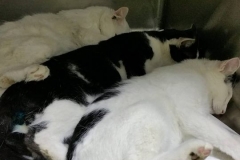 12483524_909776905758747_1584758757_n