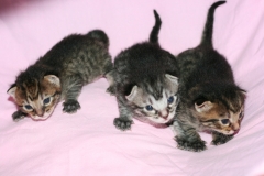 Kittens5