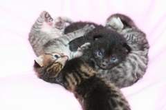 Kittens2