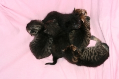 Kittens3