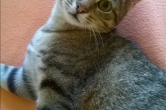 Tibbet1
